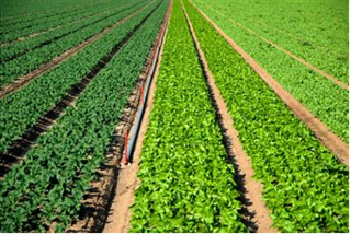 Ανακοίνωση σχετικά με την έκδοση Απόφασης Ένταξης Πράξεων του Μέτρου 11 «Βιολογικές καλλιέργειες» του Προγράμματος Αγροτικής Ανάπτυξης (ΠΑΑ) 2014-2020