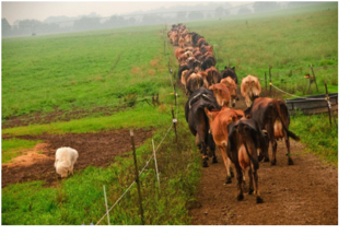 Δράση 10.2. του ΠΑΑ 2014-2020: «Γενετικοί Πόροι στην Κτηνοτροφία»