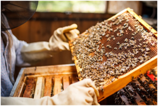 Υποβολή αιτήσεων από μελισσοκόμους