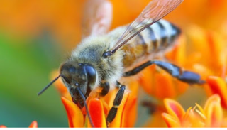 Η έκδοση μελισσοκομικού βιβλιαρίου είναι υποχρεωτική από 10 μελίσσια και πάνω