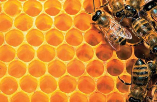 Πρόγραμμα  για τη «βελτίωση των γενικών συνθηκών παραγωγής και εμπορίας των προϊόντων της μελισσοκομίας για τα έτη 2017 και 2018»