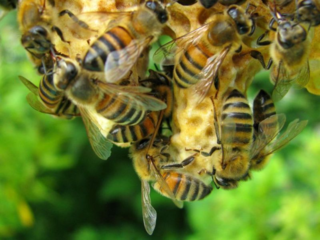 Ενίσχυση της δράσης 4.1 «Αναλύσεις Μελιού» στα πλαίσια του προγράμματος βελτίωσης της παραγωγής και εμπορίας των προϊόντων της μελισσοκομίας 2014-2016