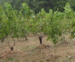 70 στρέμματα σε αμπελοκαλλιεργητές του Δήμου Ζίτσας από τις νέες άδειες φύτευσης οινοποιήσιμων αμπελιών