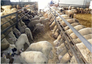 Παράταση αδειών κτηνοτροφικών εγκαταστάσεων