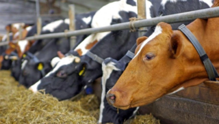 Οδηγίες για την αποφυγή ασθενειών σε κτηνοτροφικές εκμεταλλεύσεις