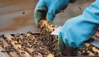 Αντικατάσταση κυψελών & Οικονομική στήριξη της νομαδικής μελισσοκομίας για το έτος 2016