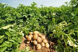 Φάρμακα για την καλλιέργεια της πατάτας