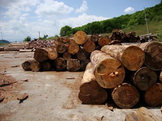 Εφαρμογή κανονισμός ξυλείας ΚΑΝ (Ε.Ε.) 995/20110